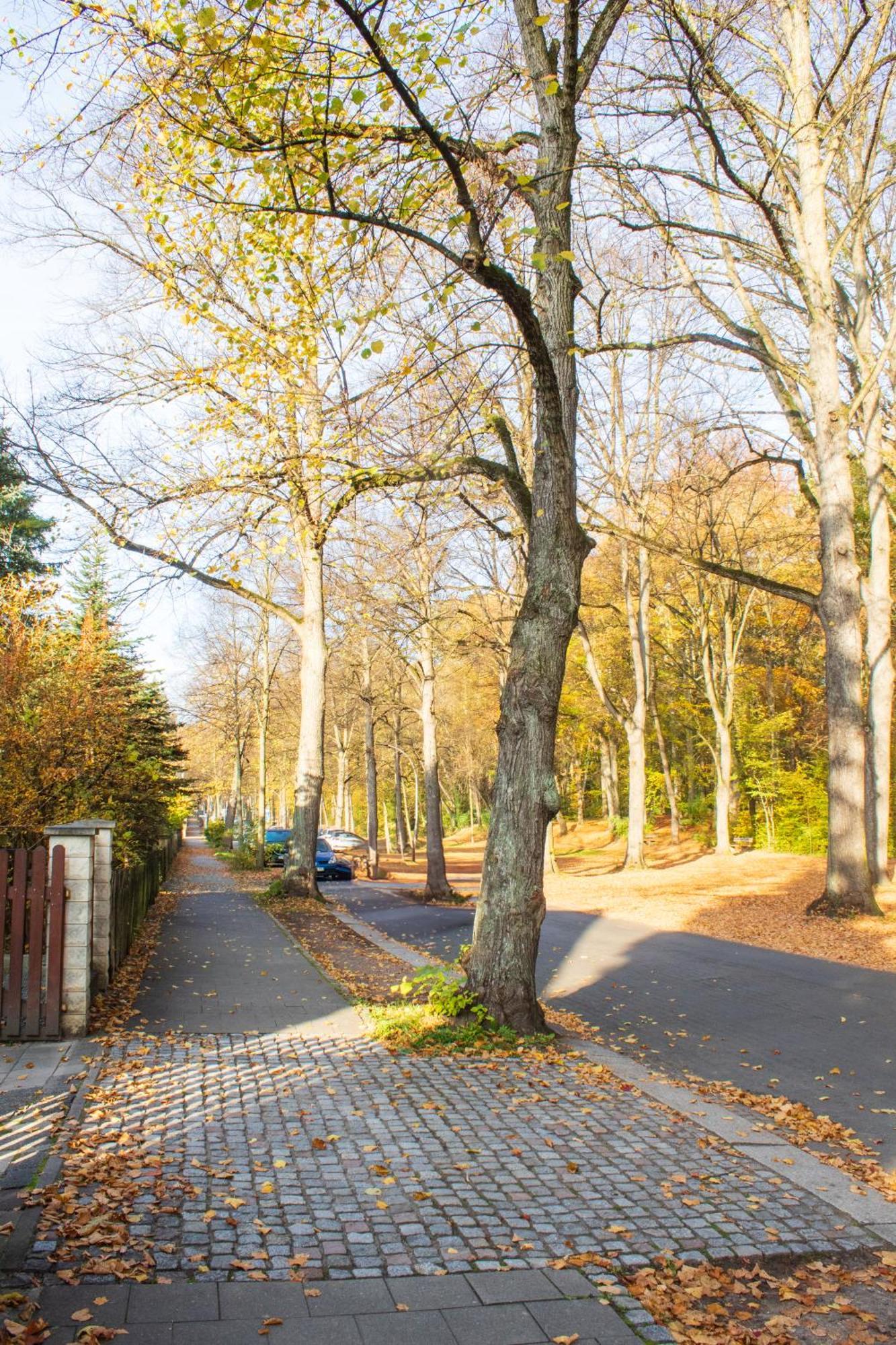 Stadtnatur Apartment Am Kuechwald - Mit Balkon, Streaming-Tv, Badewanne, Arbeitsplatz Chemnitz Ngoại thất bức ảnh
